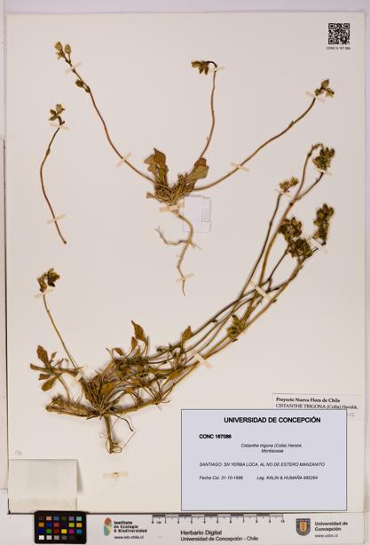 Cistanthe trigona [Espécimen: UDEC:CONC:0167086]
