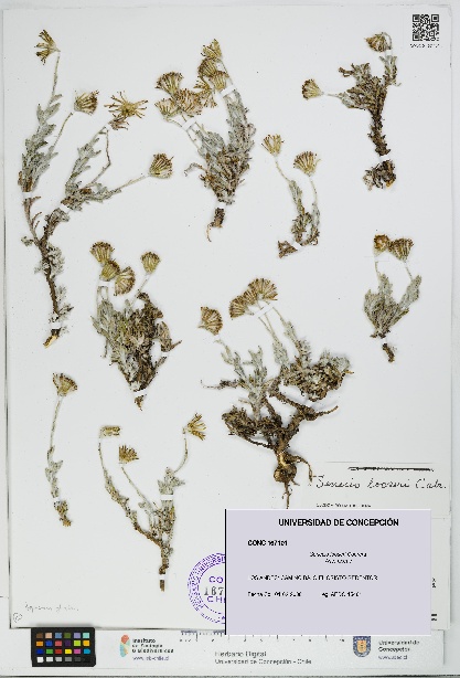 Senecio looseri [Espécimen: UDEC:CONC:0167101]