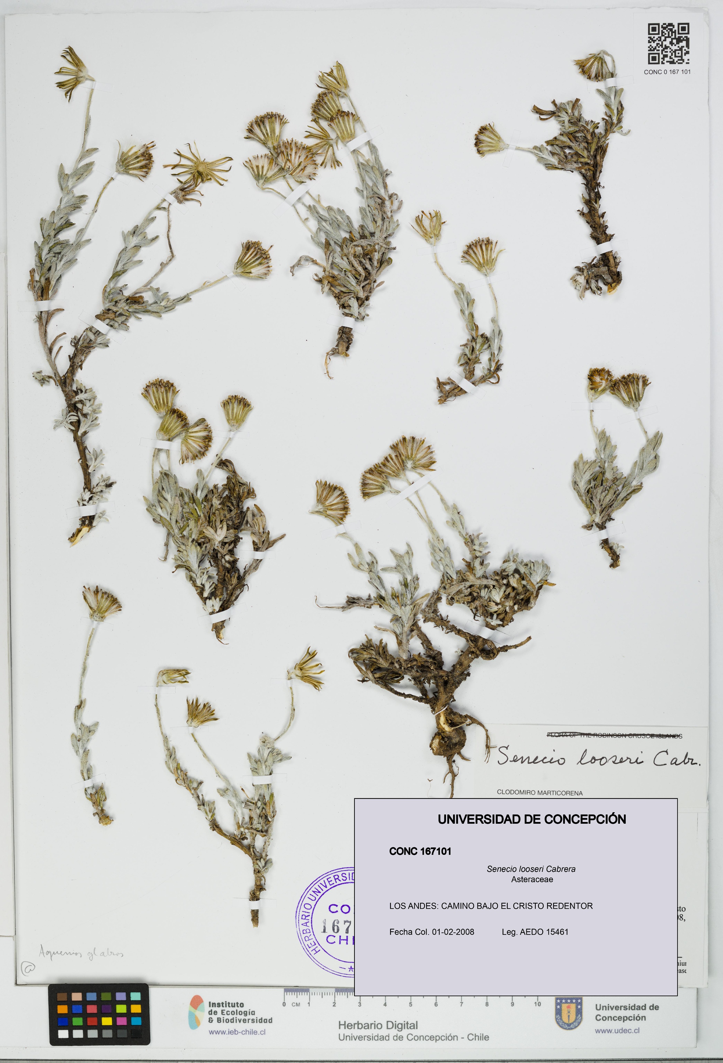 Senecio looseri [Espécimen: UDEC:CONC:0167101]