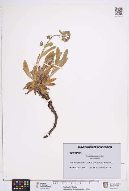 Cynoglossum creticum [Espécimen: ]