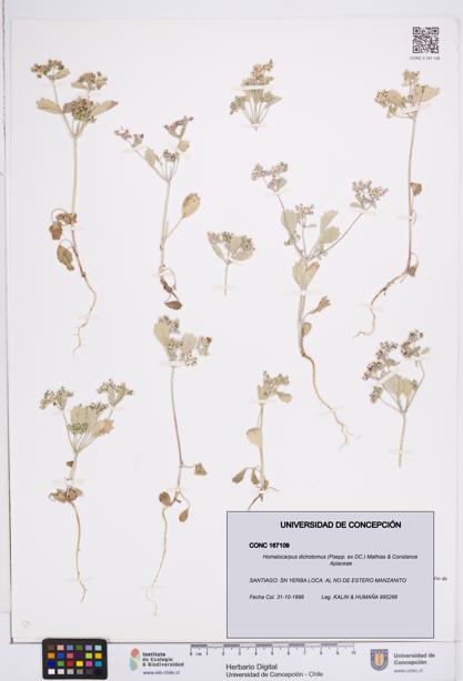 Homalocarpus dichotomus [Espécimen: ]