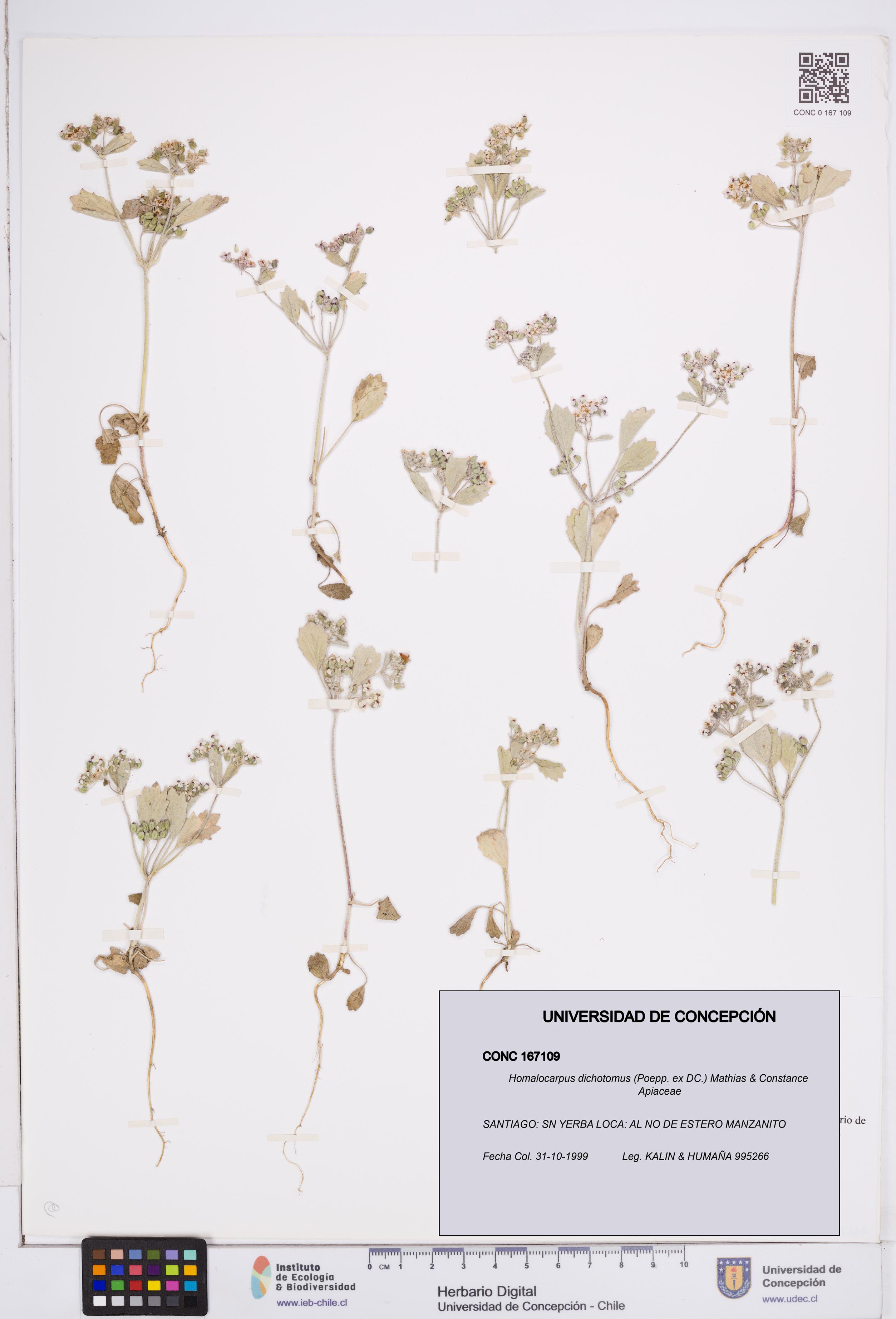 Homalocarpus dichotomus [Espécimen: ]
