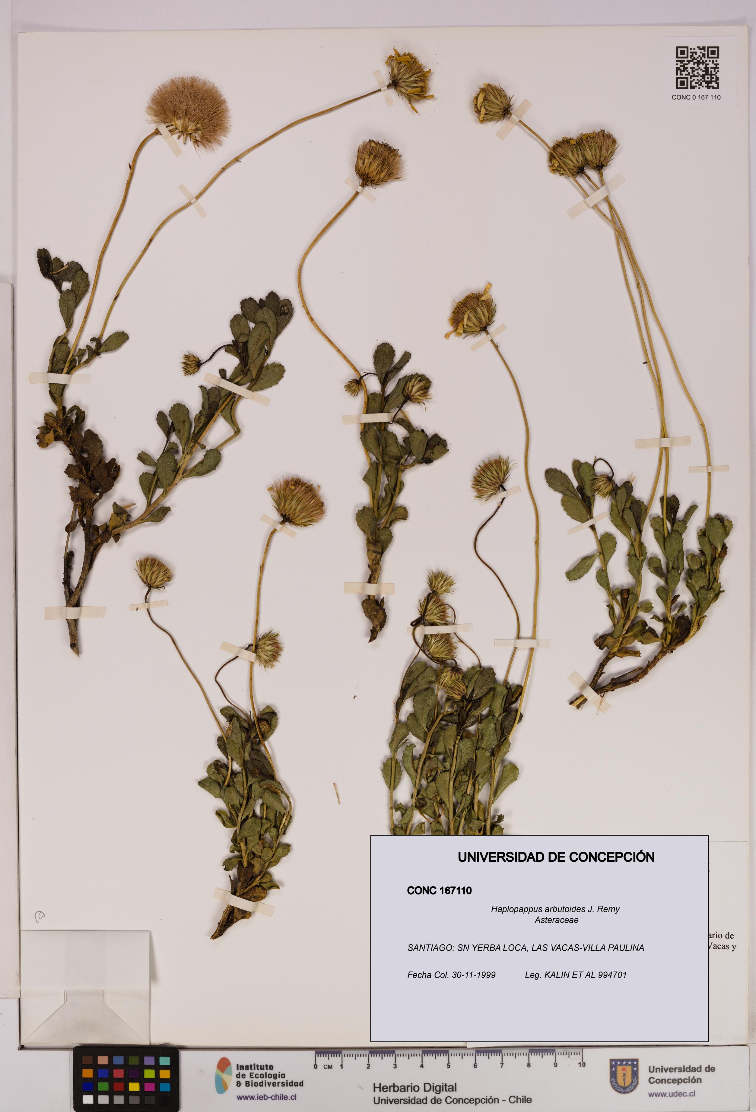 Haplopappus arbutoides [Espécimen: UDEC:CONC:0167110]
