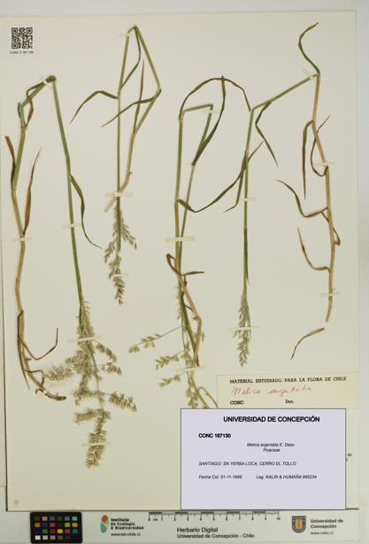 Melica argentata [Espécimen: UDEC:CONC:0167130]