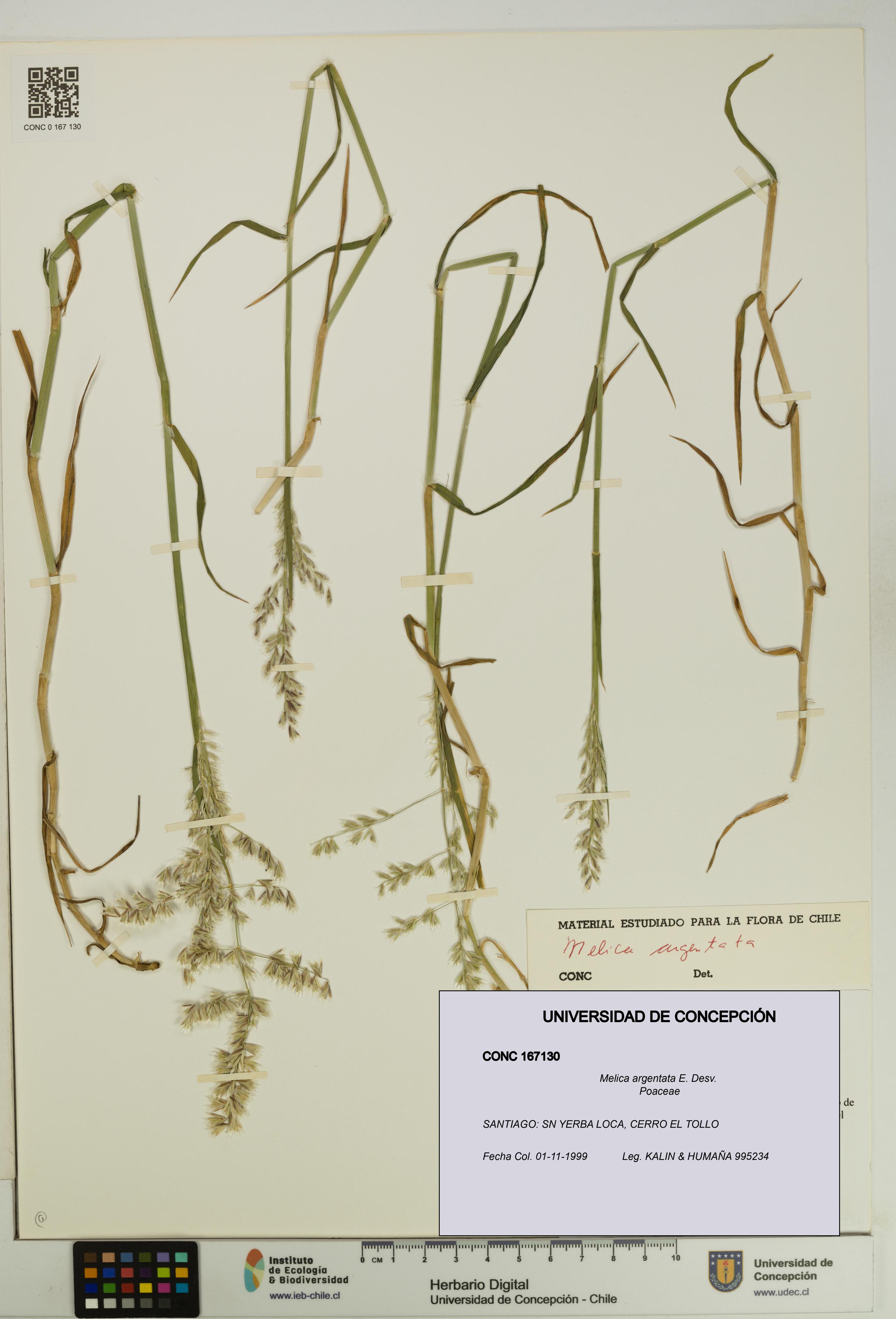 Melica argentata [Espécimen: UDEC:CONC:0167130]