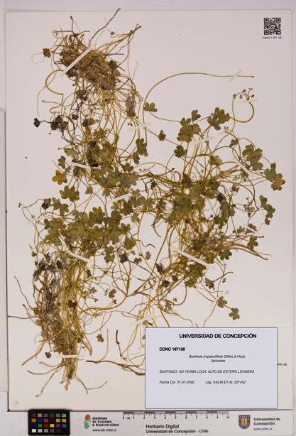 Bowlesia tropaeolifolia [Espécimen: UDEC:CONC:0167135]