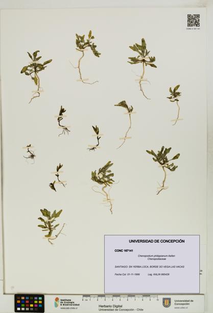 Chenopodium philippianum [Espécimen: UDEC:CONC:0167141]