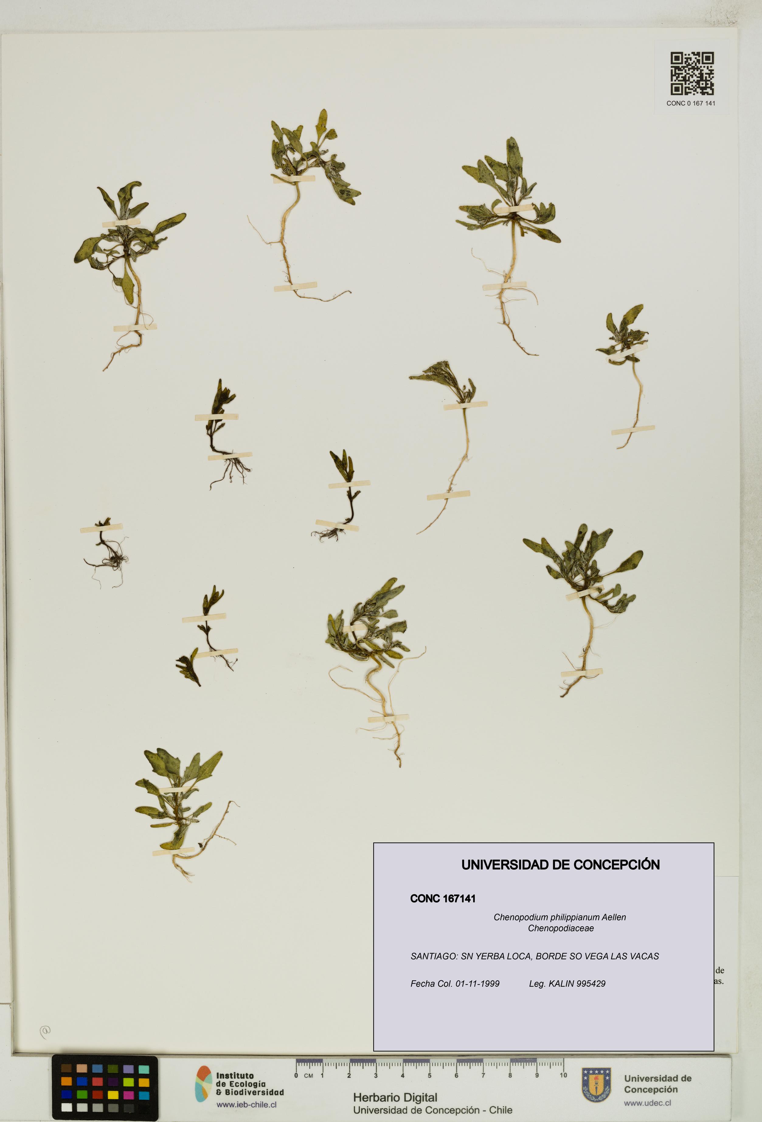 Chenopodium philippianum [Espécimen: UDEC:CONC:0167141]