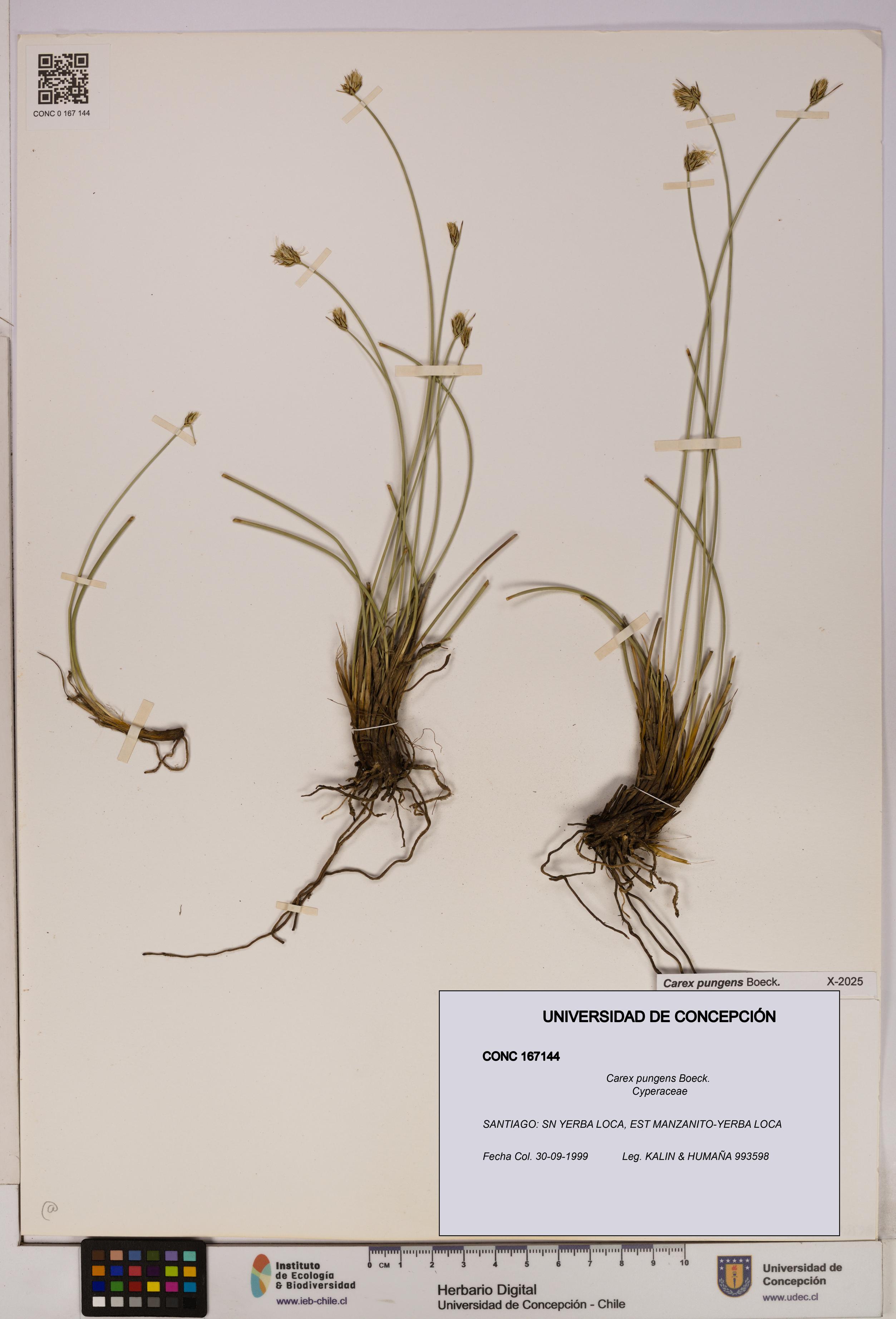 Carex pungens [Espécimen: UDEC:CONC:0167144]