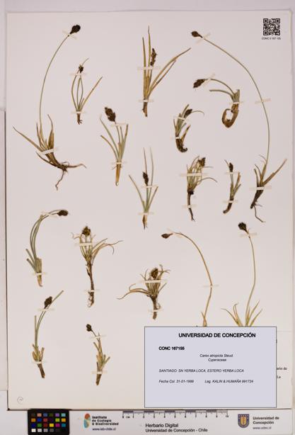 Carex atropicta [Espécimen: UDEC:CONC:0167155]
