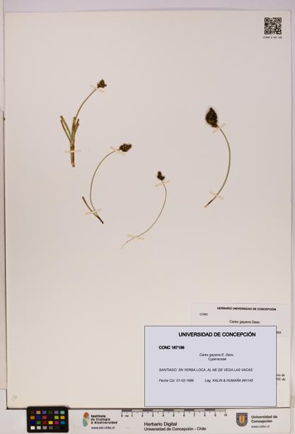 Carex gayana [Espécimen: UDEC:CONC:0167156]