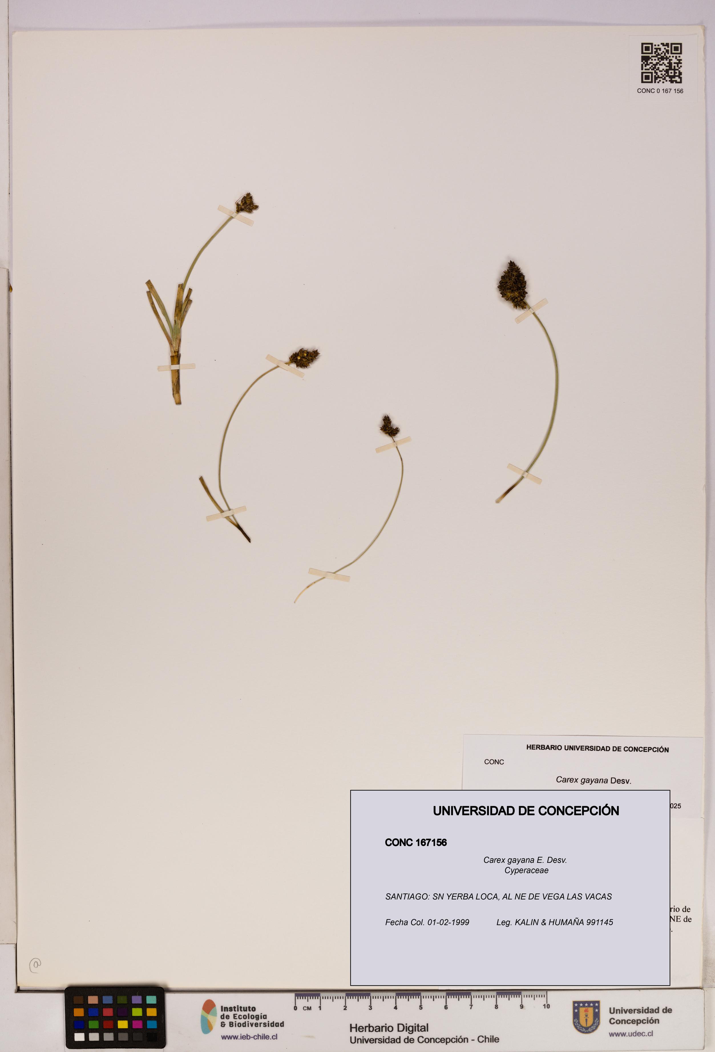 Carex gayana [Espécimen: UDEC:CONC:0167156]