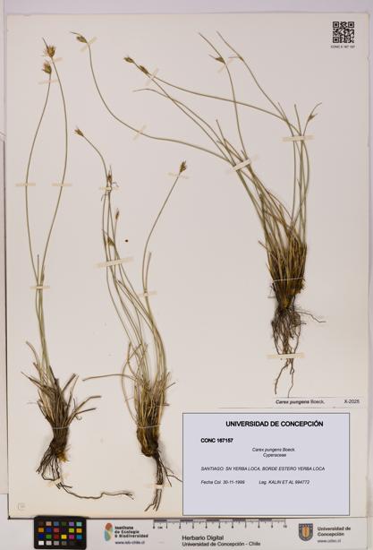 Carex pungens [Espécimen: UDEC:CONC:0167157]