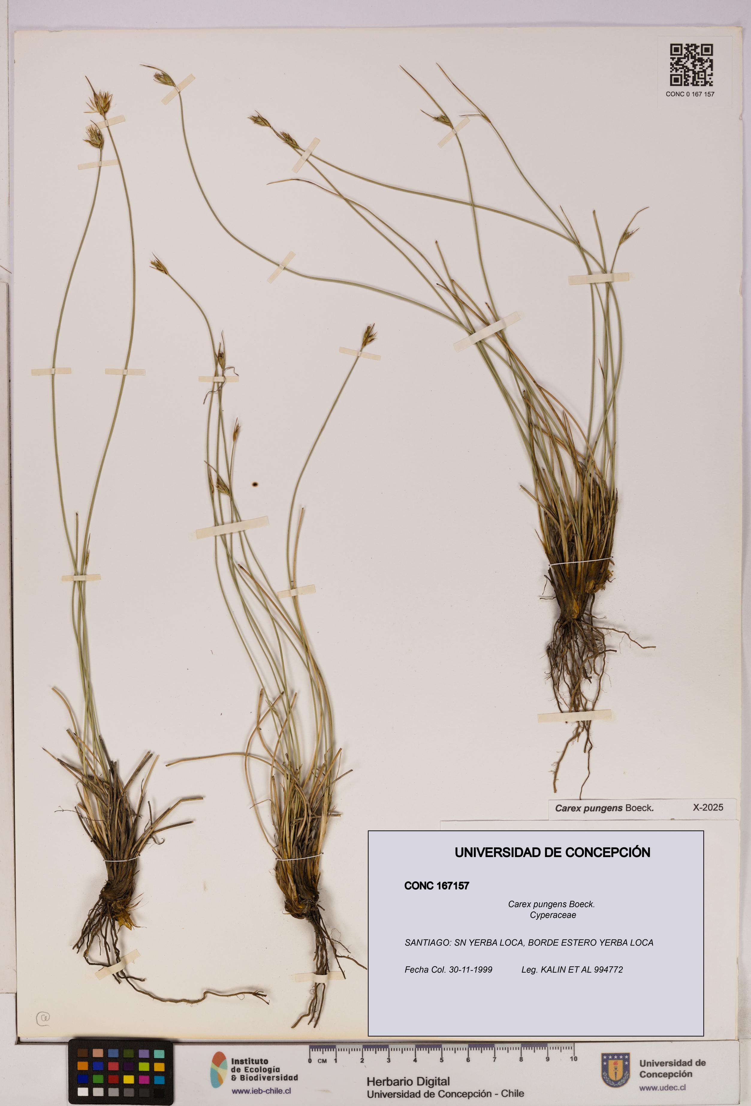 Carex pungens [Espécimen: UDEC:CONC:0167157]