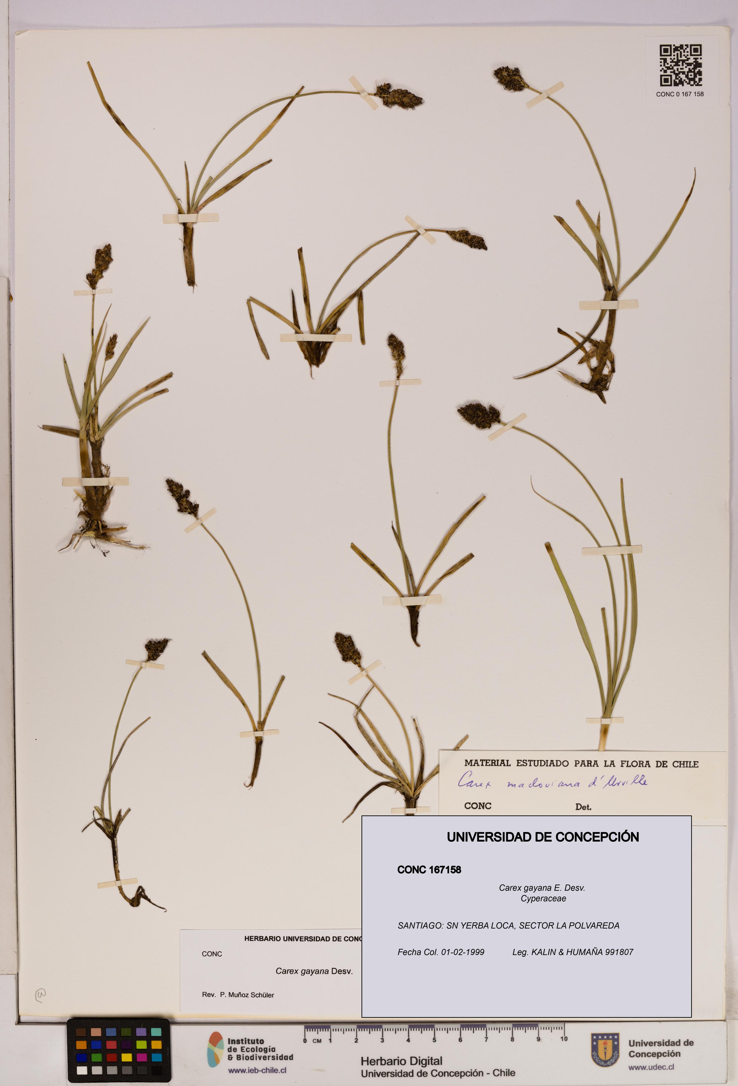 Carex gayana [Espécimen: UDEC:CONC:0167158]