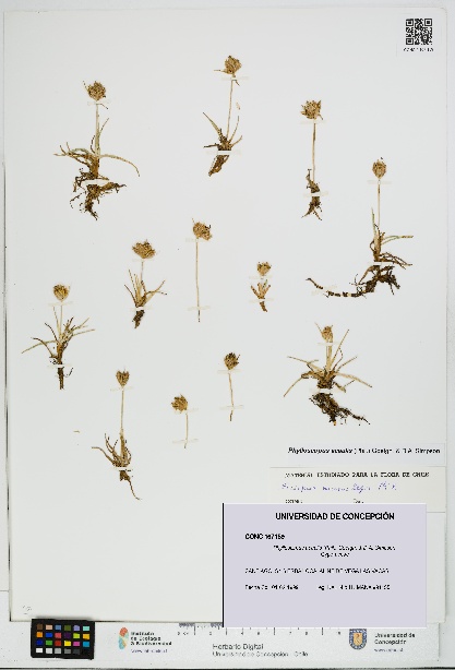 Phylloscirpus acaulis [Espécimen: UDEC:CONC:0167159]