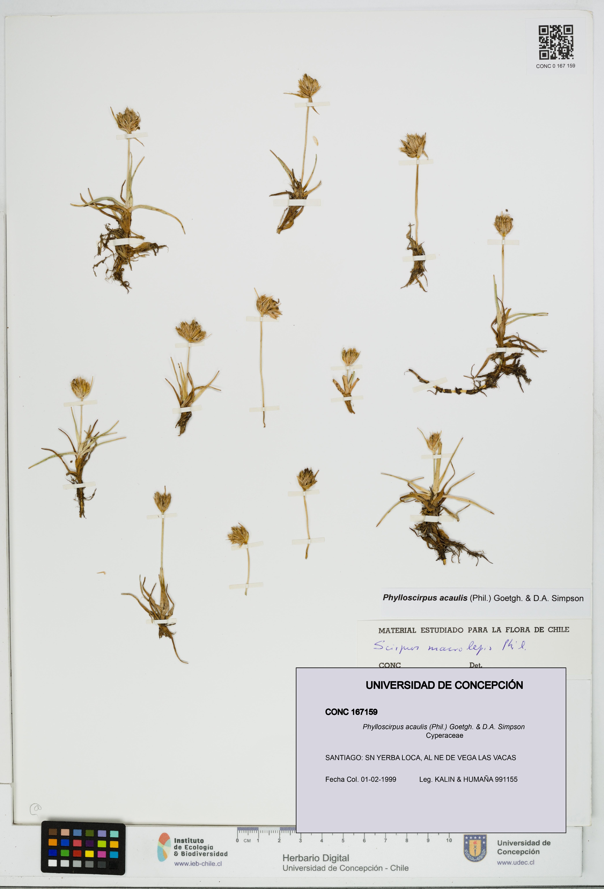 Phylloscirpus acaulis [Espécimen: UDEC:CONC:0167159]