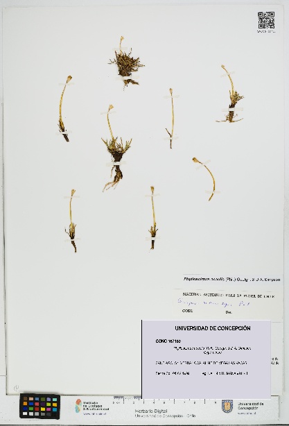 Phylloscirpus acaulis [Espécimen: UDEC:CONC:0167160]
