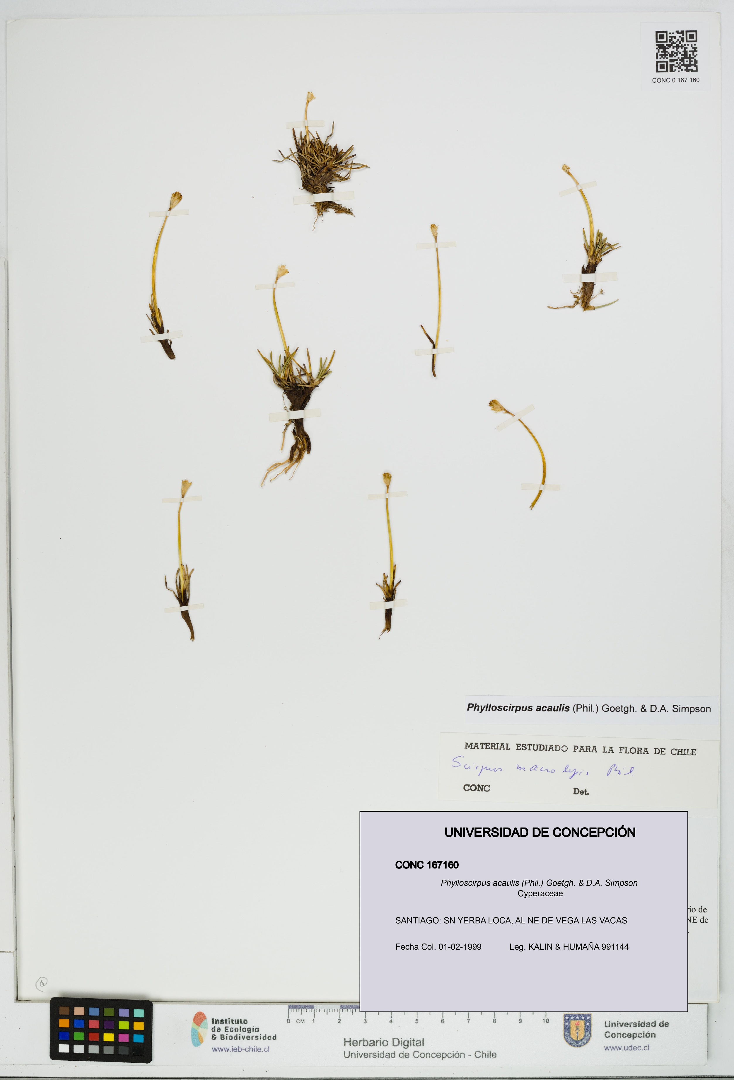 Phylloscirpus acaulis [Espécimen: UDEC:CONC:0167160]