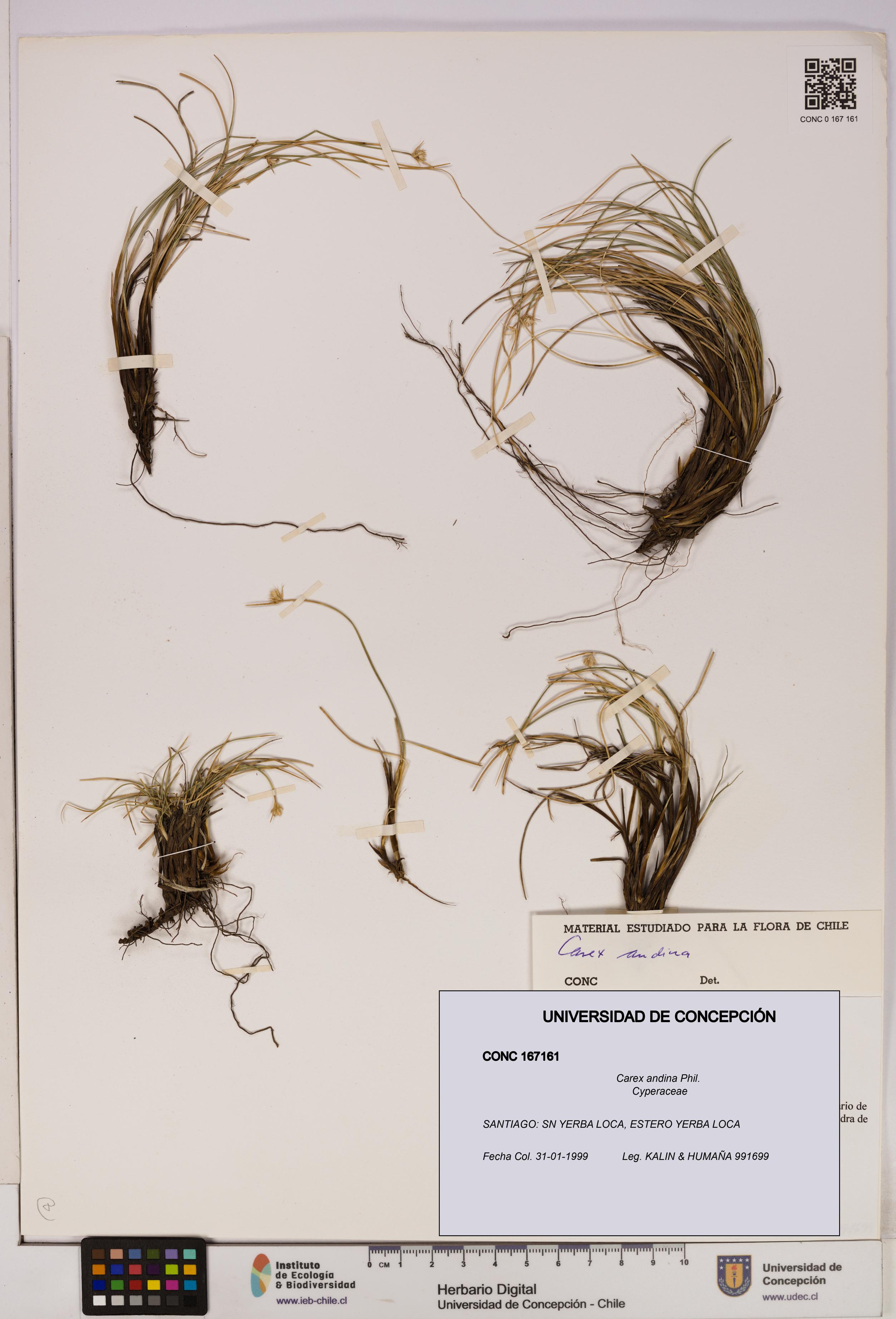 Carex andina [Espécimen: UDEC:CONC:0167161]