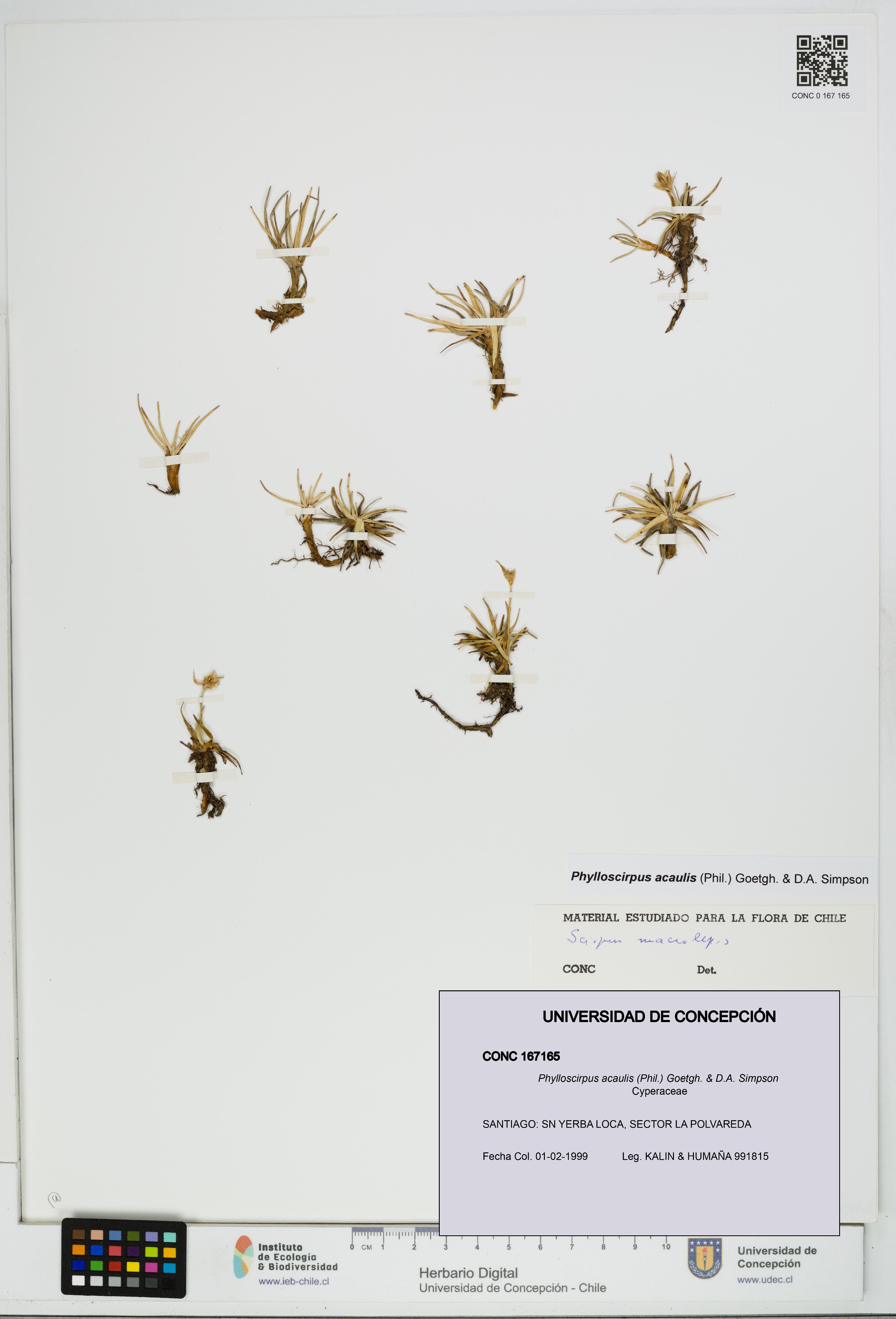 Phylloscirpus acaulis [Espécimen: UDEC:CONC:0167165]