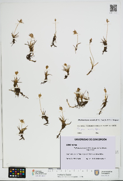 Phylloscirpus acaulis [Espécimen: UDEC:CONC:0167166]