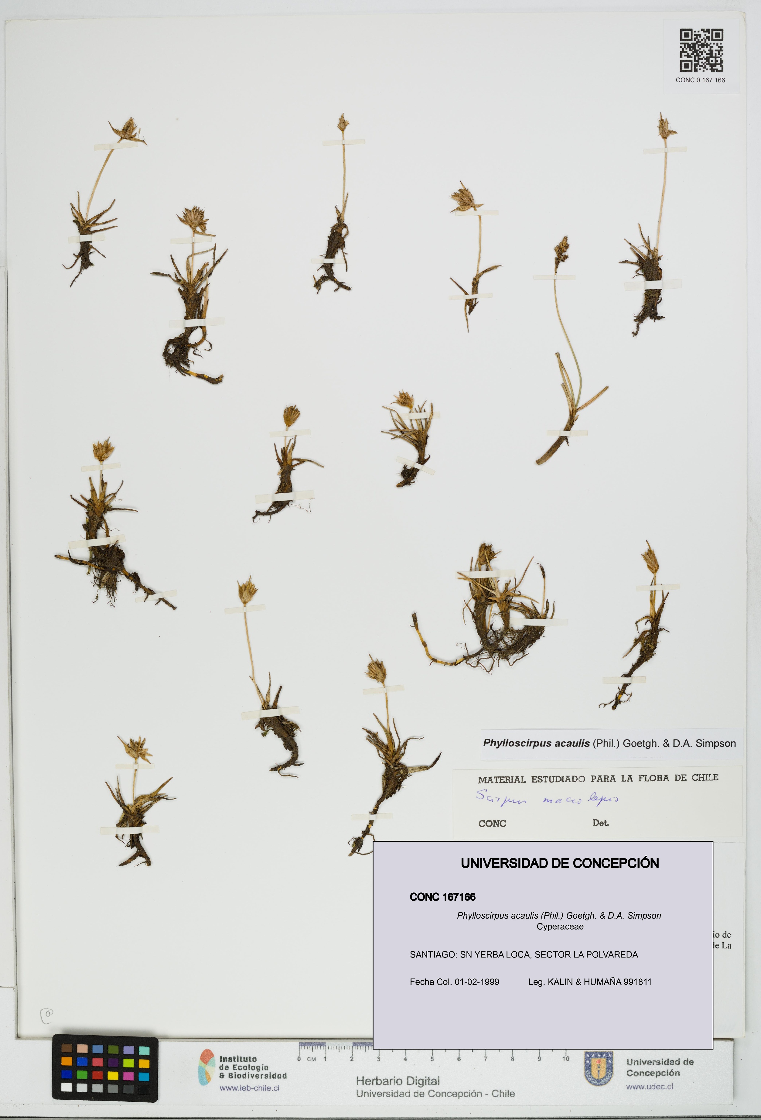 Phylloscirpus acaulis [Espécimen: UDEC:CONC:0167166]