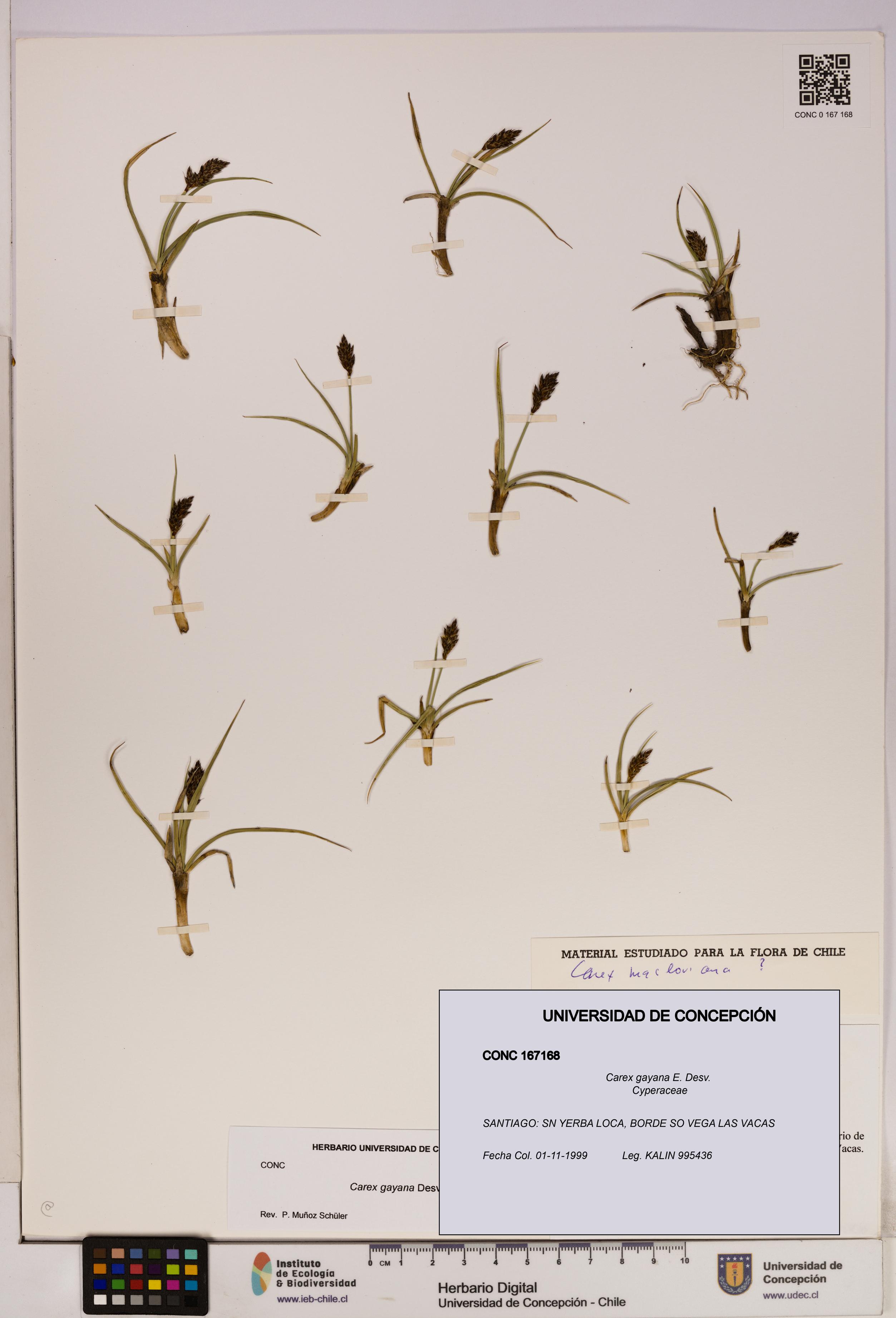 Carex gayana [Espécimen: UDEC:CONC:0167168]