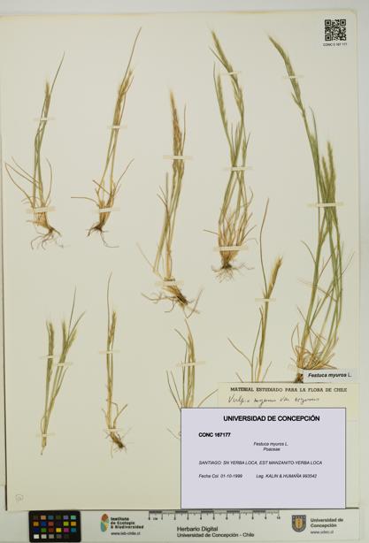Festuca myuros [Espécimen: UDEC:CONC:0167177]