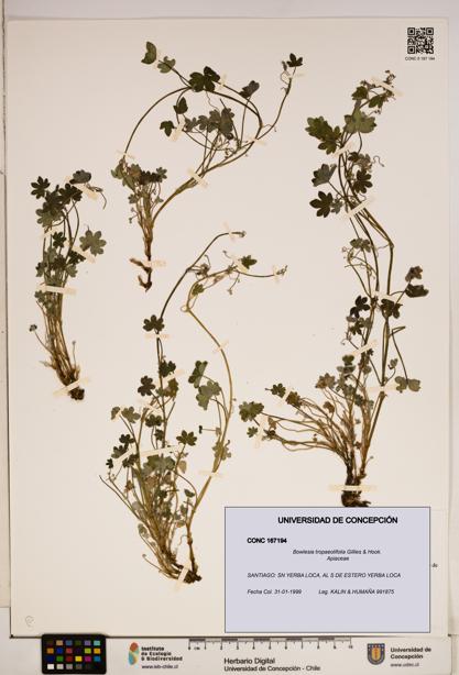 Bowlesia tropaeolifolia [Espécimen: ]