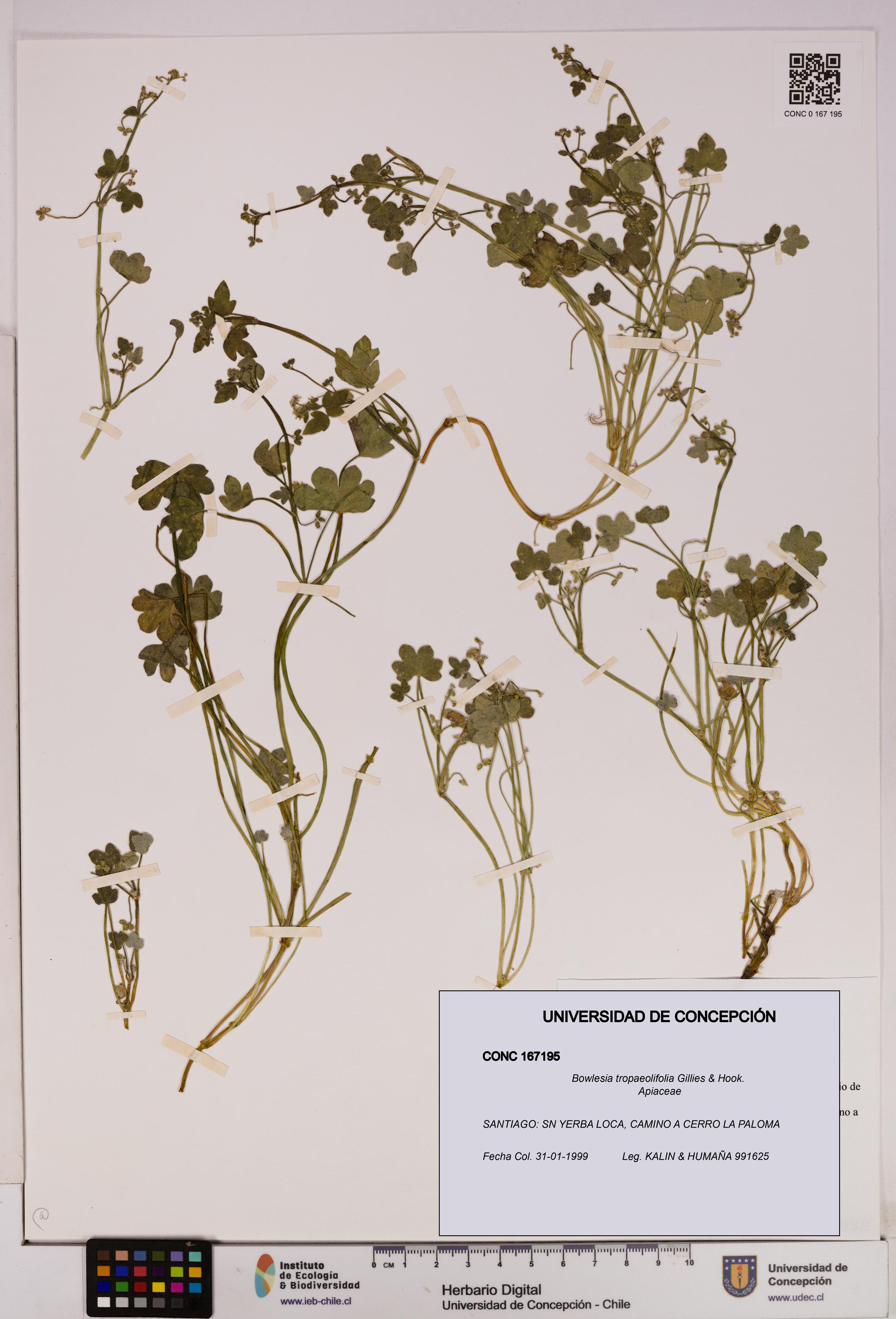 Bowlesia tropaeolifolia [Espécimen: UDEC:CONC:0167195]