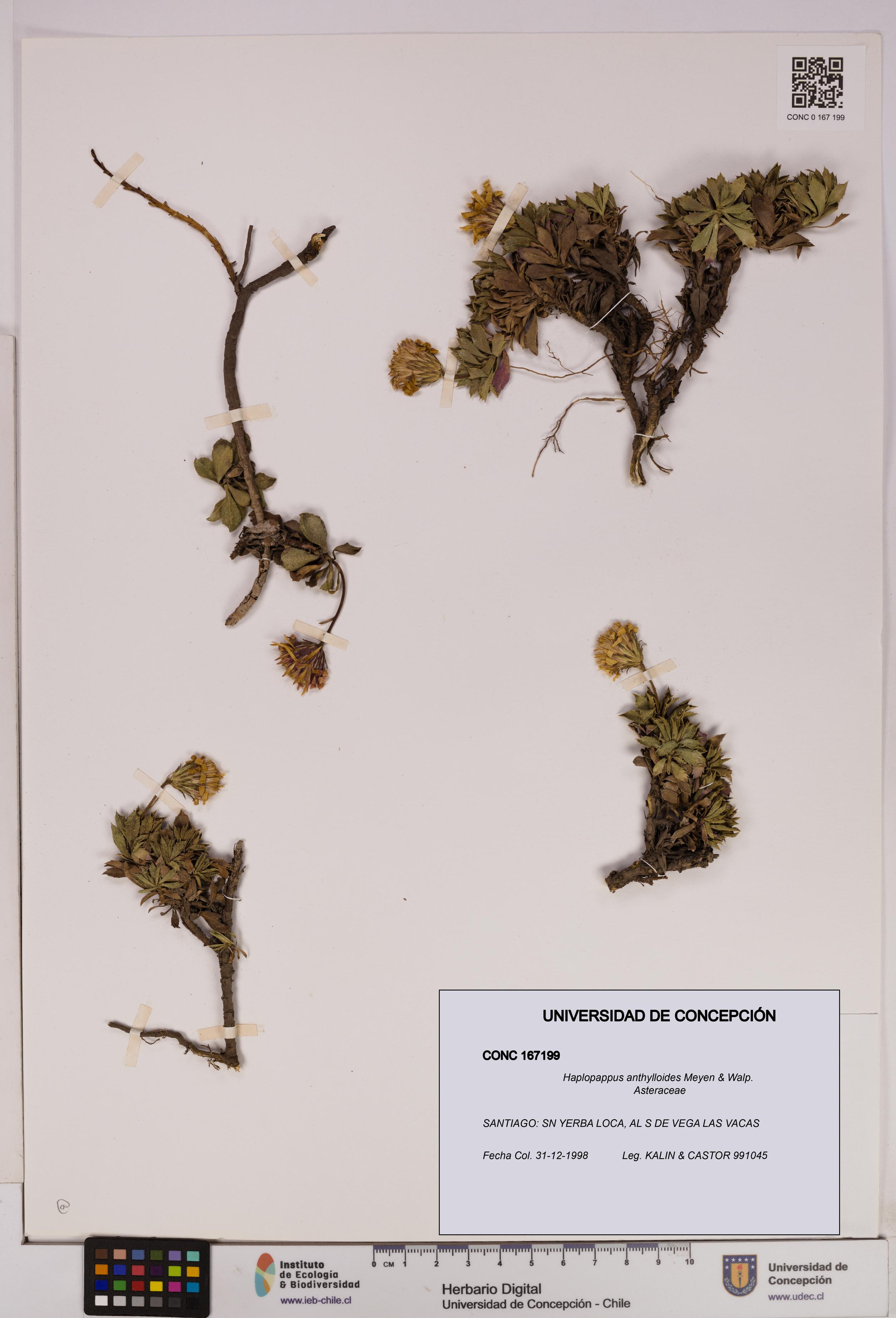 Haplopappus anthylloides [Espécimen: UDEC:CONC:0167199]