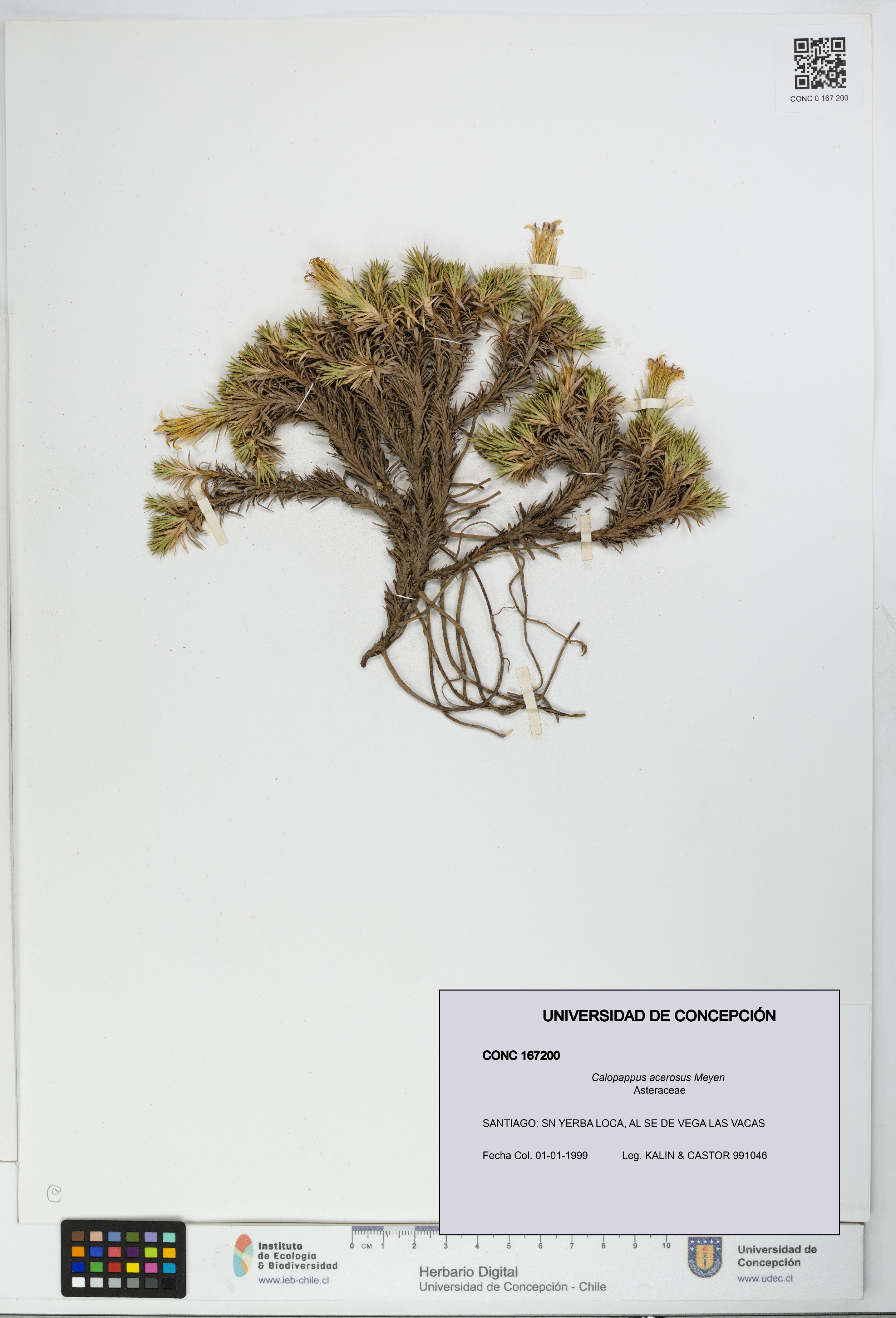 Calopappus acerosus [Espécimen: ]