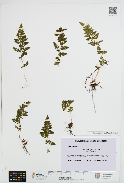 Cystopteris apiiformis [Espécimen: UDEC:CONC:0167204]
