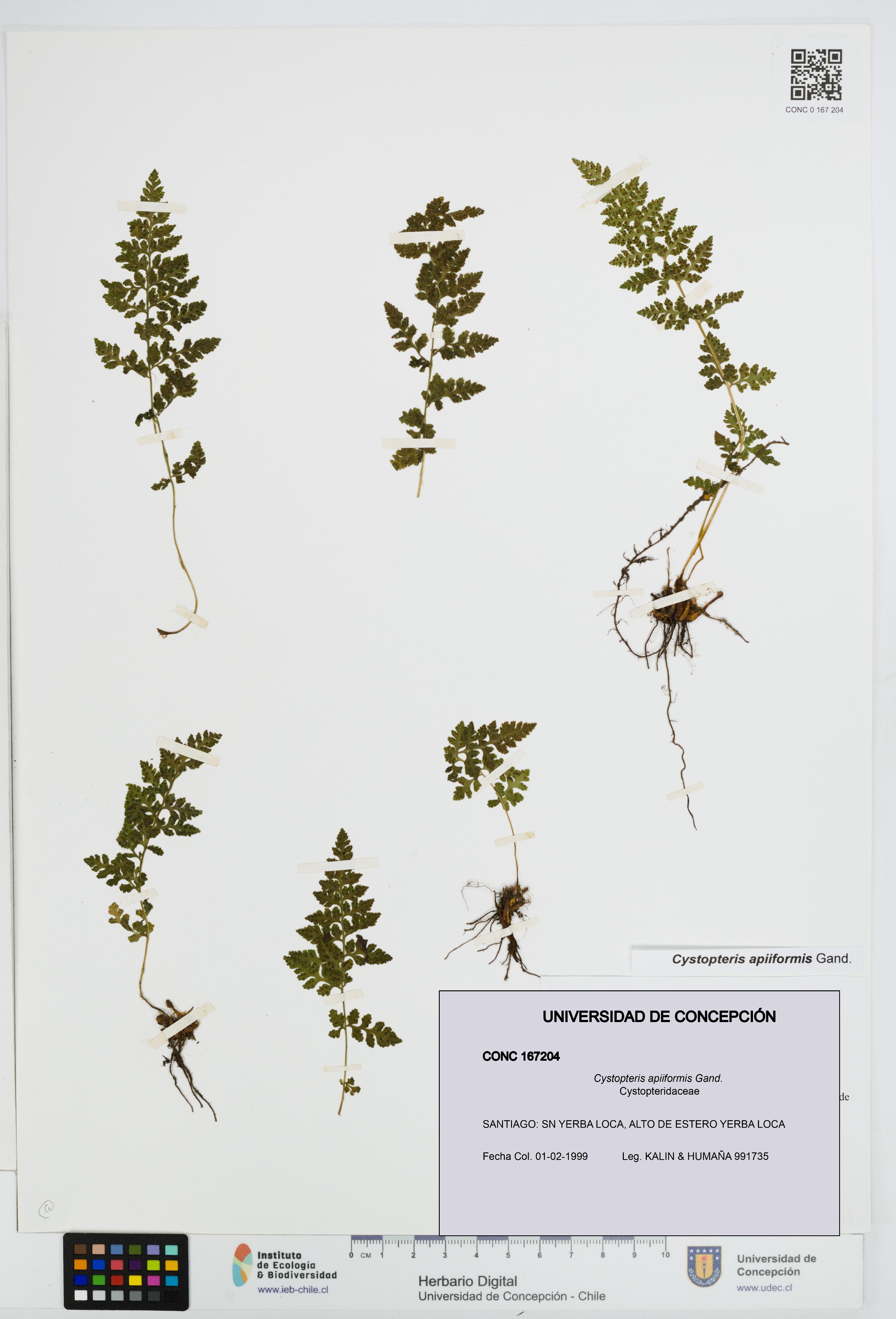 Cystopteris apiiformis [Espécimen: UDEC:CONC:0167204]