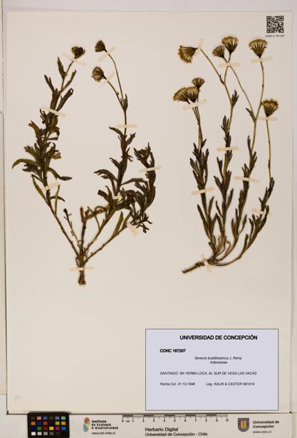 Senecio bustillosianus [Espécimen: UDEC:CONC:0167207]
