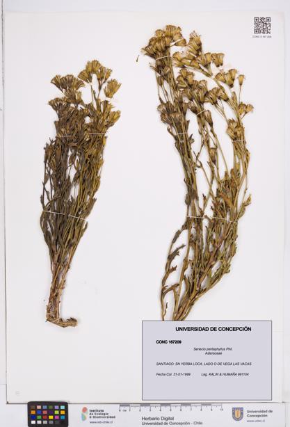 Senecio pentaphyllus [Espécimen: ]