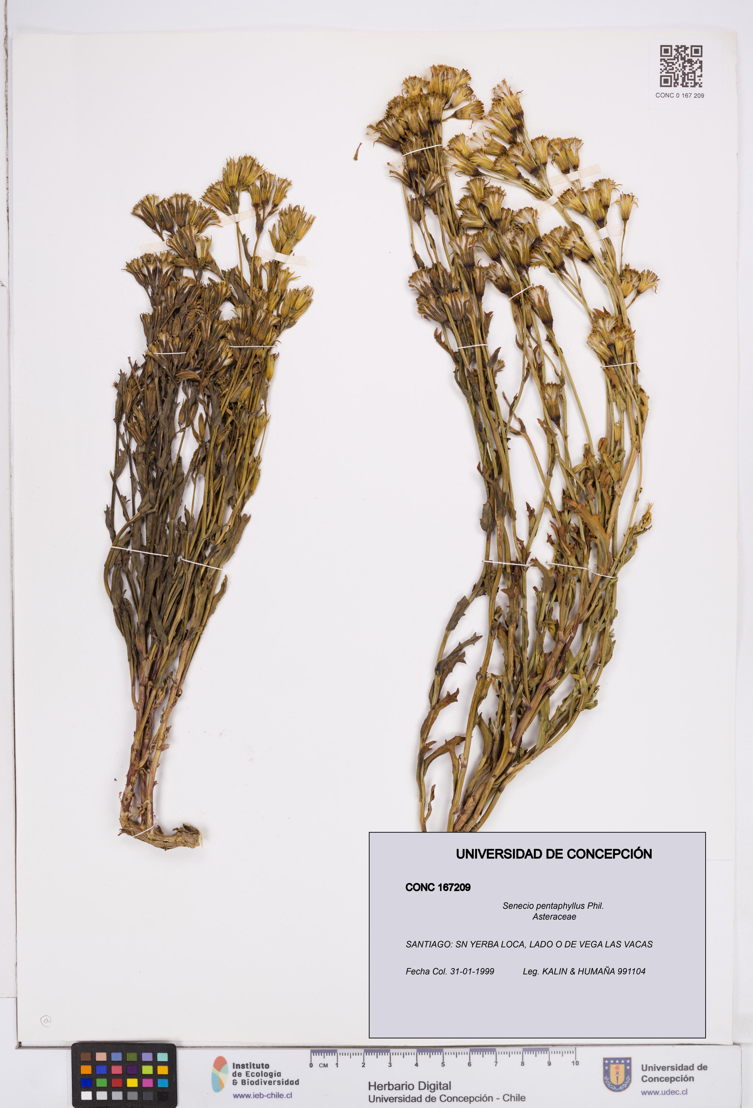 Senecio pentaphyllus [Espécimen: ]
