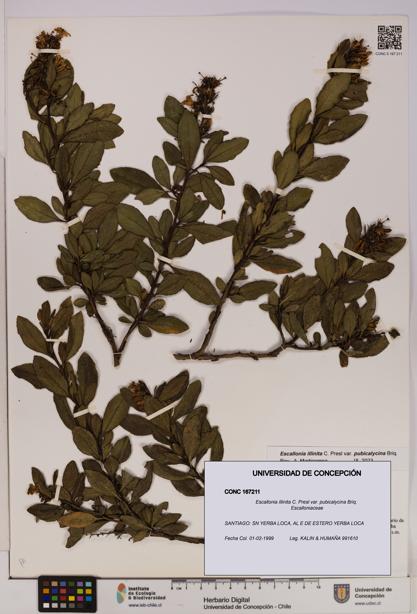 Escallonia illinita [Espécimen: UDEC:CONC:0167211]