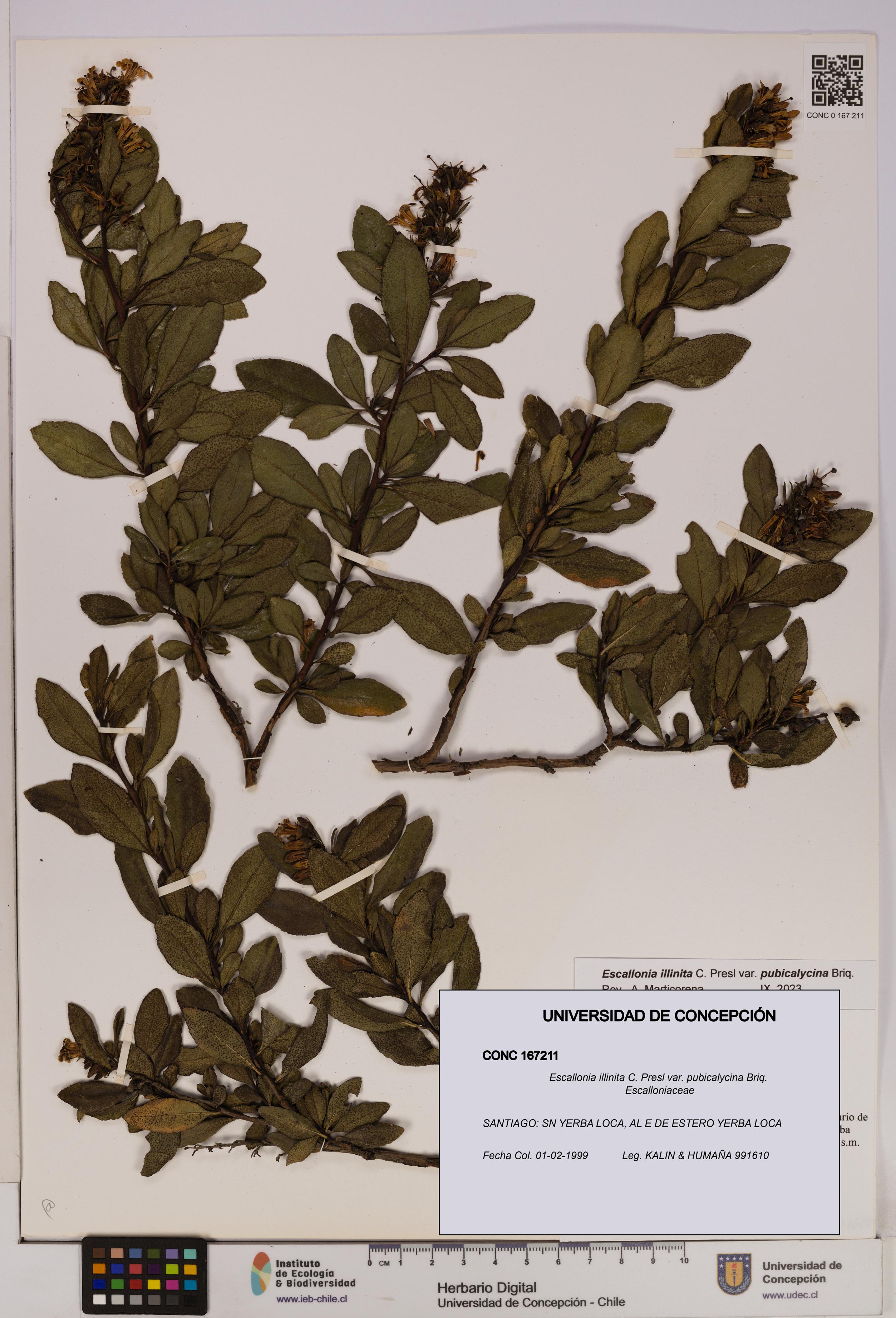 Escallonia illinita [Espécimen: UDEC:CONC:0167211]