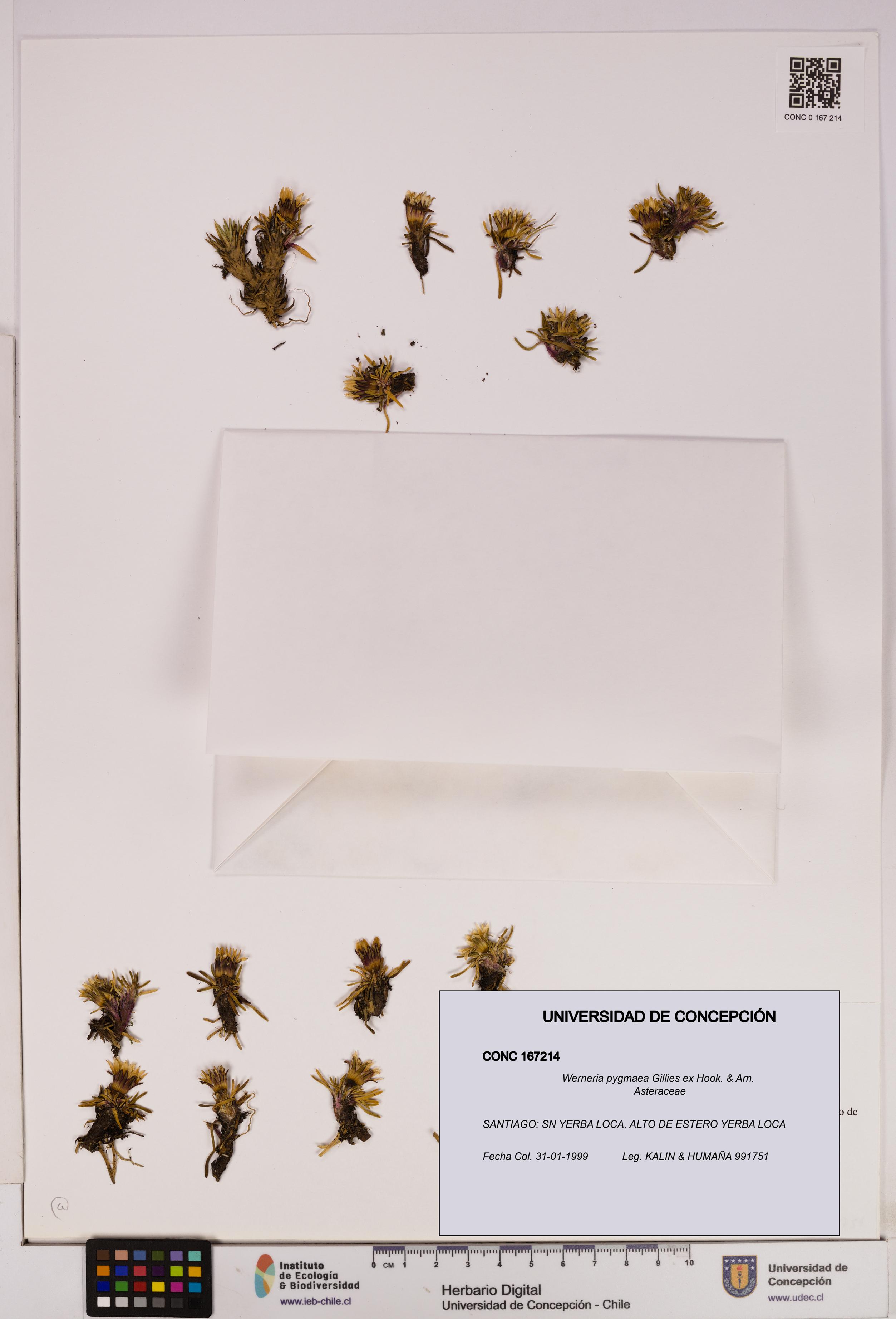 Werneria pygmaea [Espécimen: UDEC:CONC:0167214]
