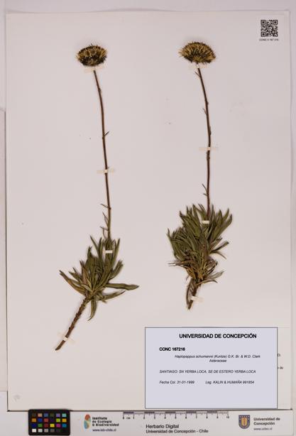 Haplopappus schumannii [Espécimen: UDEC:CONC:0167216]