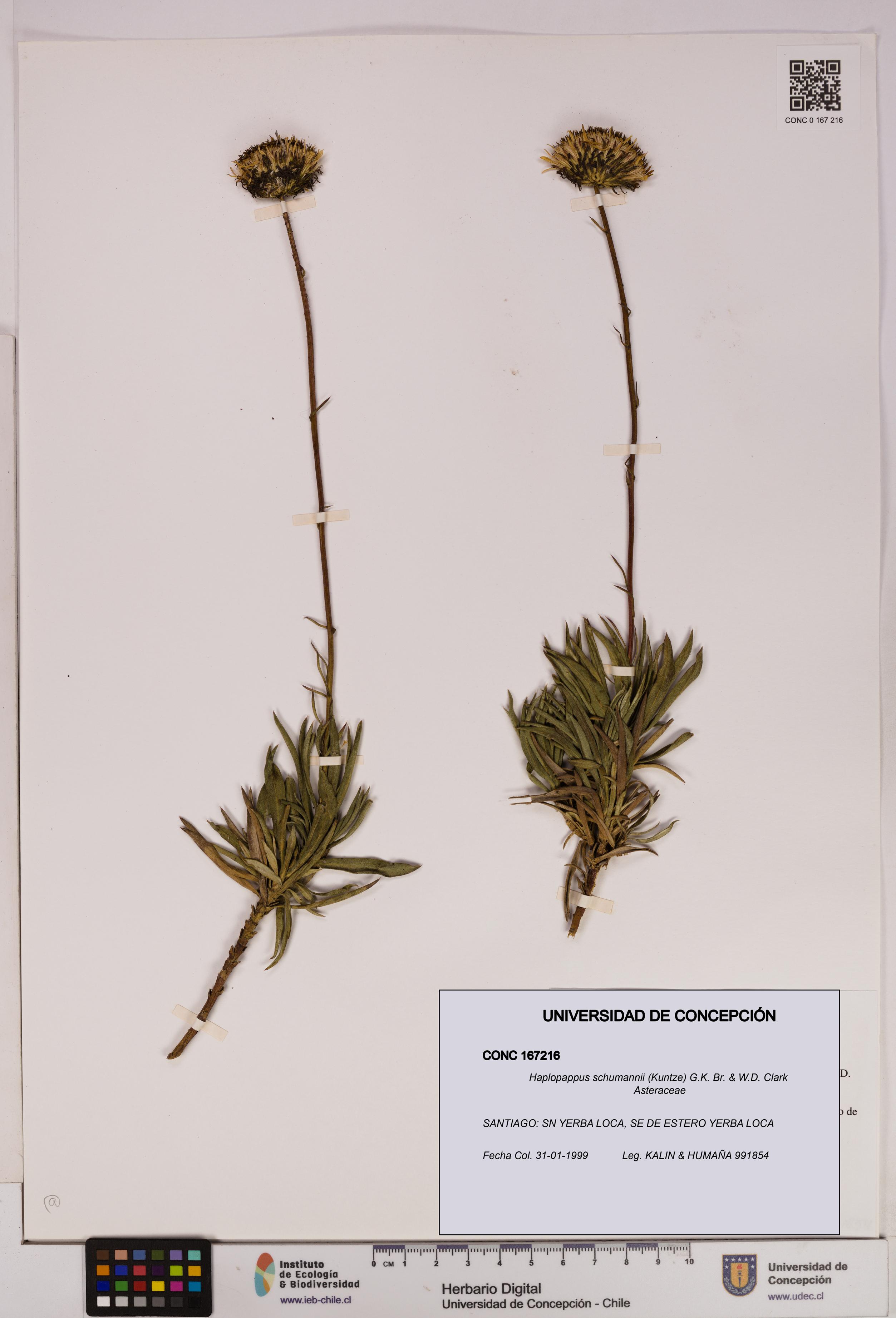 Haplopappus schumannii [Espécimen: UDEC:CONC:0167216]