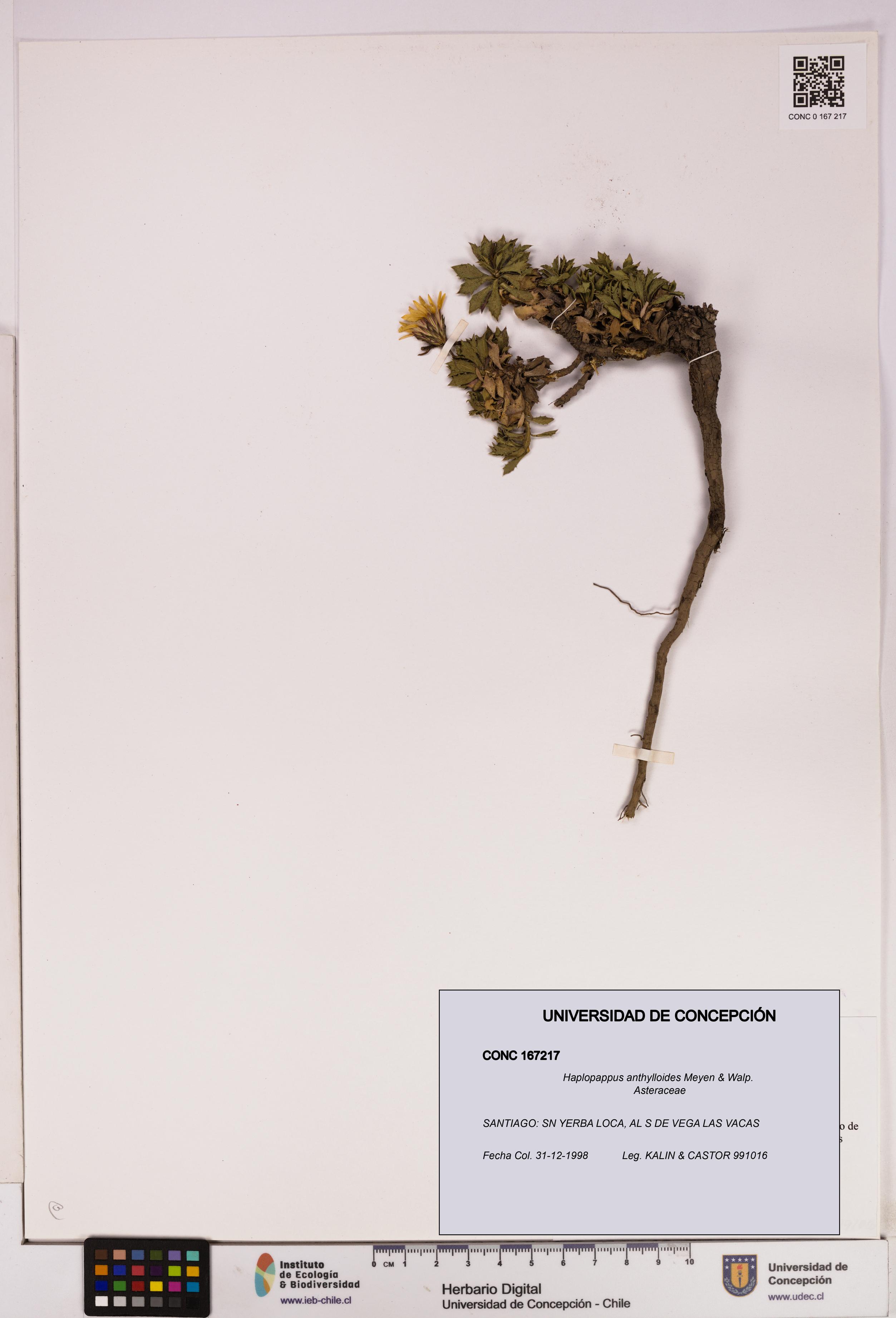 Haplopappus anthylloides [Espécimen: UDEC:CONC:0167217]