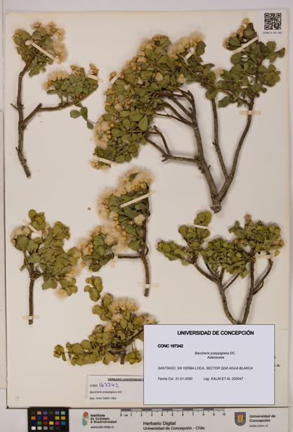 Baccharis poeppigiana [Espécimen: UDEC:CONC:0167242]