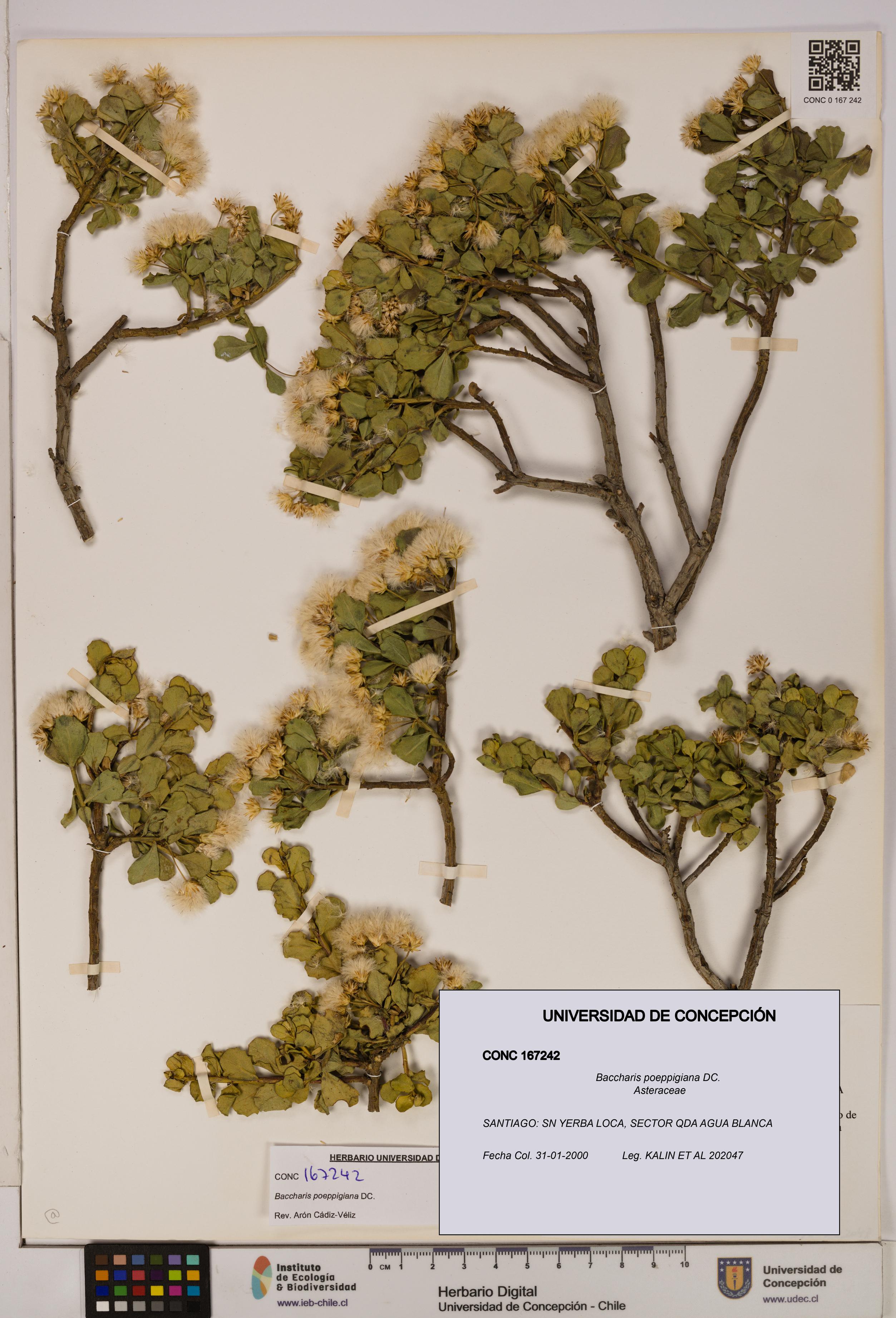 Baccharis poeppigiana [Espécimen: UDEC:CONC:0167242]