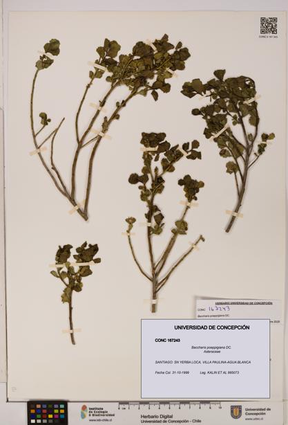 Baccharis poeppigiana [Espécimen: UDEC:CONC:0167243]