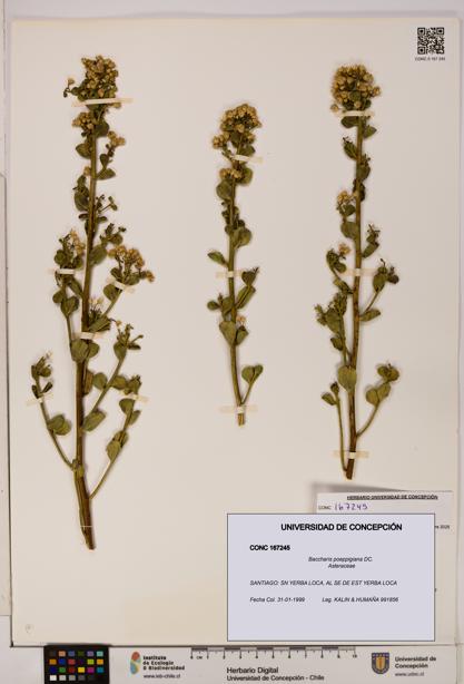 Baccharis poeppigiana [Espécimen: UDEC:CONC:0167245]
