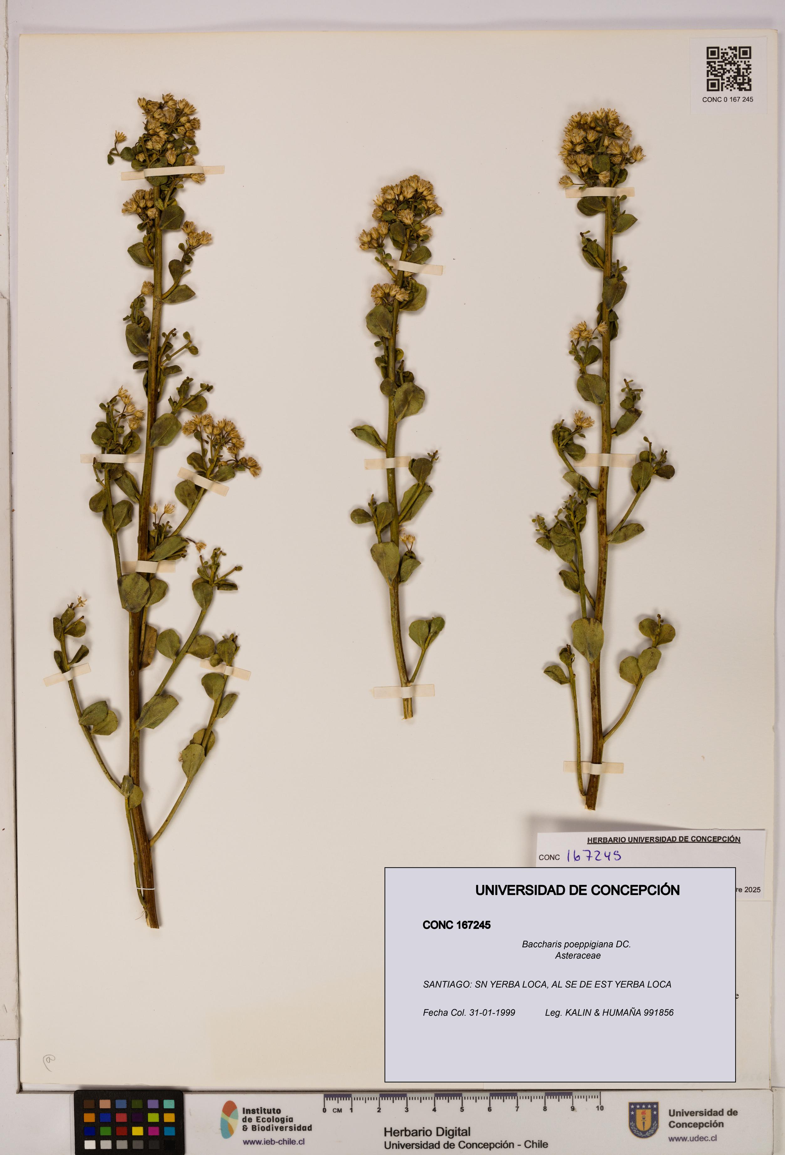 Baccharis poeppigiana [Espécimen: UDEC:CONC:0167245]