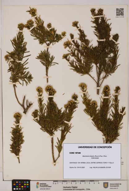 Baccharis linearis [Espécimen: UDEC:CONC:0167246]